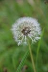 Dandelion Seeds Stock Photo