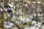 The Grey Heron Reflection In The Water Stock Photo