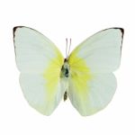 Lemon Emigrant Butterfly Stock Photo