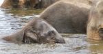 Photo Of A Funny Young Elephant Swimming In A Lake Stock Photo