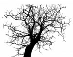 Dead Tree Without Leaves Isolated Stock Photo