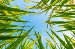 Ear Of Rice And Leaves In The Rice Fields Stock Photo