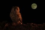 Long Eared Owl And Full Moon Stock Photo