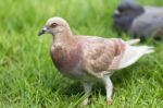 Pigeon Standing On Grass Stock Photo