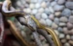 Two Snakes On The Branch Stock Photo