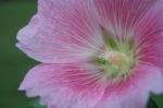 Pink Flower Close Up Stock Photo