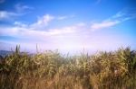 Grass On The Mountain Stock Photo