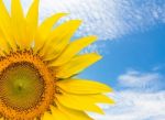 Close Up Sunflower And Blue Sky Stock Photo