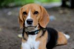 Portrait Of A Cute  Beagle Dog Stock Photo