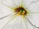 Petunia Flower Closeup Stock Photo