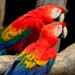 Scarlet Macaw Stock Photo