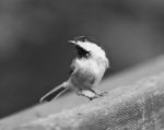 Black And White Photo Of A Black-capped Chickadee Bird Stock Photo