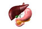 Human Liver And Stomach Stock Photo