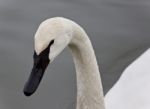 Background With A Trumpeter Swan Swimming In Lake Stock Photo