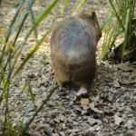 Adorable Large Wombat During The Day Looking For Grass To Eat Stock Photo