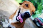 Playful Brown Dog Stock Photo