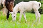 White Foal Graze Near The Mother Stock Photo