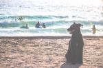 Black Dog On Sandy Beach Stock Photo