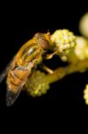 Orange Hoverfly Stock Photo