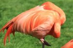 American, Caribbean And Greater Flamingo Stock Photo