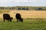 Cows Grazing In The Green Argentine Countryside Stock Photo