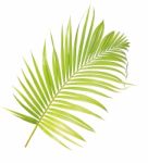 Palm Leaf Isolated On White Background Stock Photo