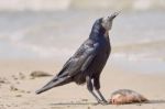 Crow On The Beach Stock Photo