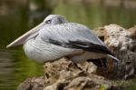 Pink-backed Pelican Stock Photo