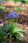 Bluebells In Full Bloom Stock Photo