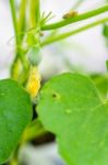 After Flowering Is Developing A Small Stock Photo