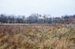 Stem Dried High Grass In Autumn Stock Photo