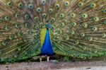 Peacock Bird Showing Off His Beautiful Feathers Stock Photo