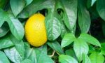 Fresh Jackfruit, Gac Stock Photo