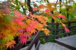 Maple In Autumn In Korea Stock Photo