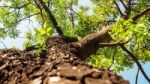 Mahogany Tree For Background Stock Photo