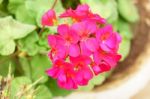 Red Geranium Flower Close Up Stock Photo