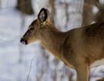 Beautiful Isolated Photo With A Cute Wild Deer In The Snowy Forest Stock Photo