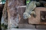 Rhinoceros Iguana (cyclura Cornuta) In The Bioparc Fuengirola Stock Photo