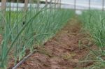 Plantation Of Onions In Greenhouse Organic Garden Stock Photo