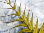 Golden Leaf Of Fern On Stone Background Stock Photo