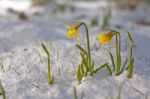 Daffodil Blooming Through The Snow Stock Photo