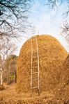 Big Pile Of Straw Stock Photo