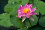 Lotus Flower (nelumbo Nucifera) Stock Photo