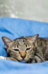 Cat Lying On Bed Stock Photo