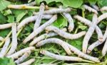 Silk Worm Eating Mulberry Leaf Stock Photo