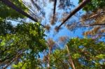 Summer Tall Trees In Mixed Forest Stock Photo