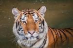 Tiger In The Water Stock Photo