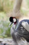 Grey Crowned Crane Stock Photo