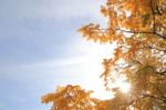 Sun Shines On Tree With Yellow Leaves Stock Photo