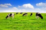 Cows On A Green Field And Blue Sky Stock Photo